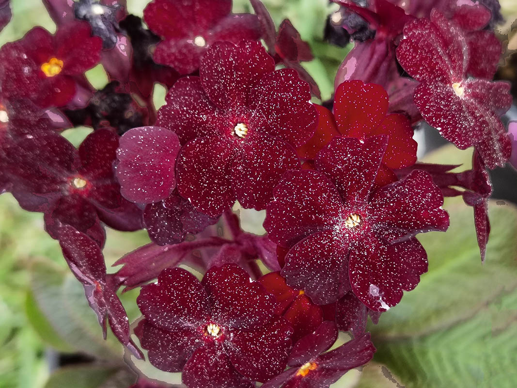 Primula 'Fireflies' photo